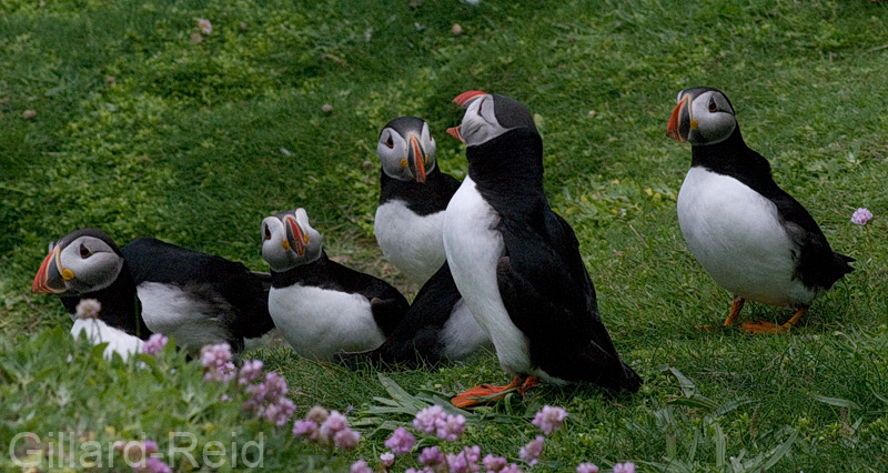 puffins