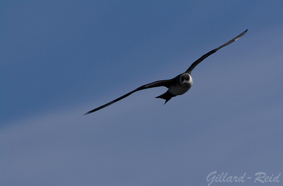 Arctic skua