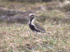 Plover