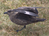 Skua