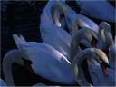 Swans by the Royal River Thames path